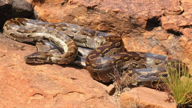 African rock python: The snake species that hunts in packs