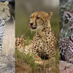 Leopard vs. cheetah vs. jaguar: Key differences