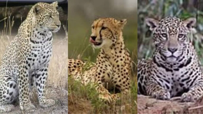 Leopard vs. cheetah vs. jaguar: Key differences