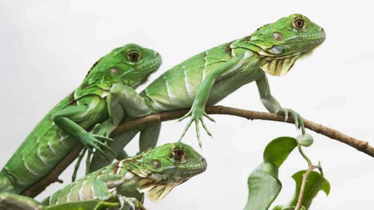 Taiwan plans to cull up to 120,000 green iguanas due to their negative impact on agriculture