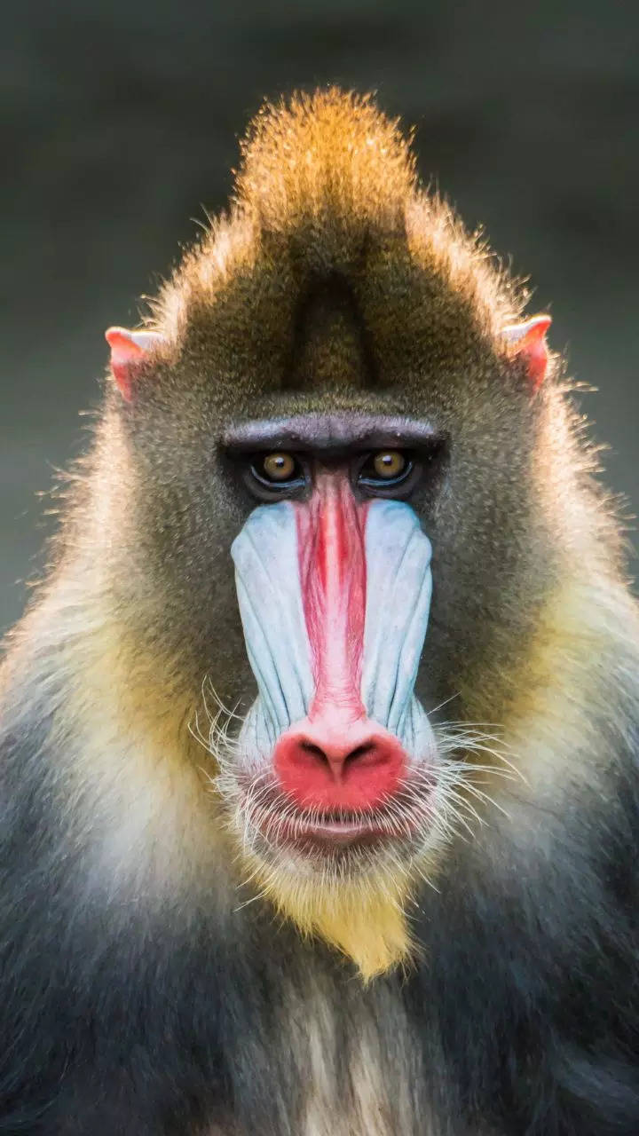 8 animals with coloured faces