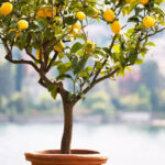 How to grow lemons in the balcony garden