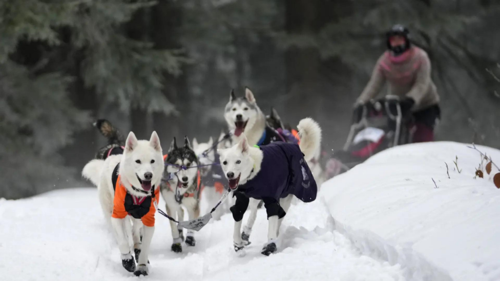 Conquering the frost: Šediváčkův long’s 27th annual dogsledding spectacle