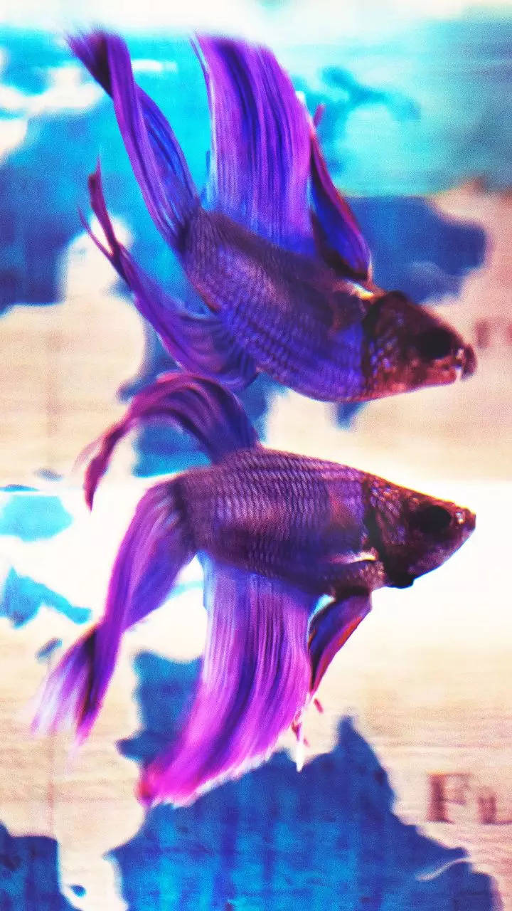 8 beautiful purple fish for home aquariums