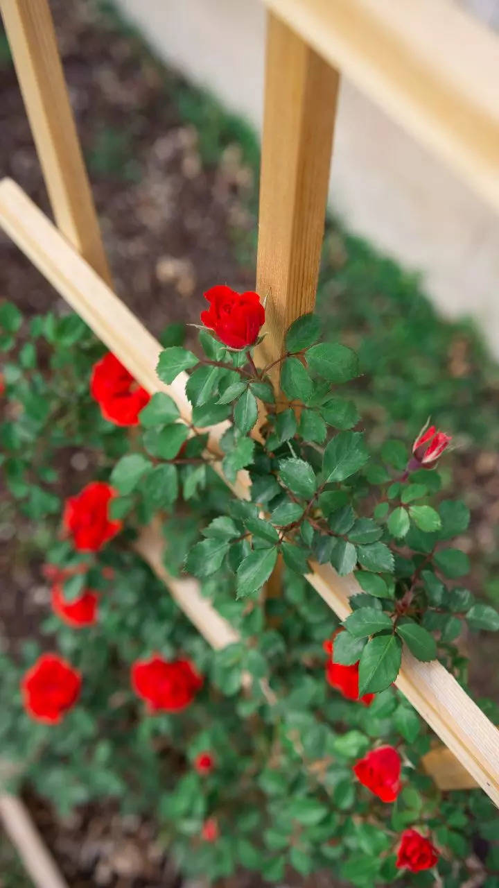 How to add a small, natural Rose trellis in the balcony garden