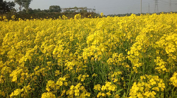 Mustard offers hope for better days