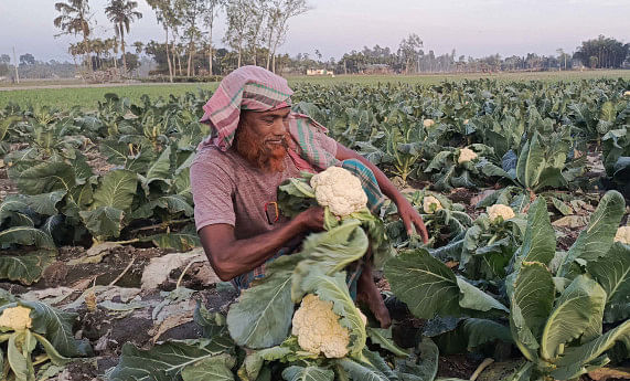 Cauliflower now a burden for farmers