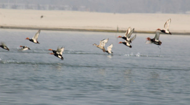 Avian guests flock to Brahmaputra