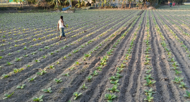 Tobacco cultivation surge sparks alarm