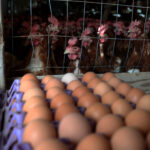 Is Bird Flu the Only Reason Egg Prices Are Soaring?