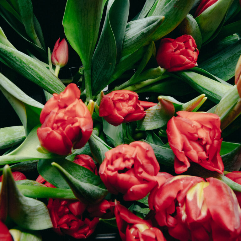 Should Tulips Replace Roses for Valentine’s Day? Florists Think So.