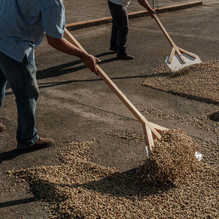 Coffee Prices Are Soaring, but Growers Aren’t Celebrating