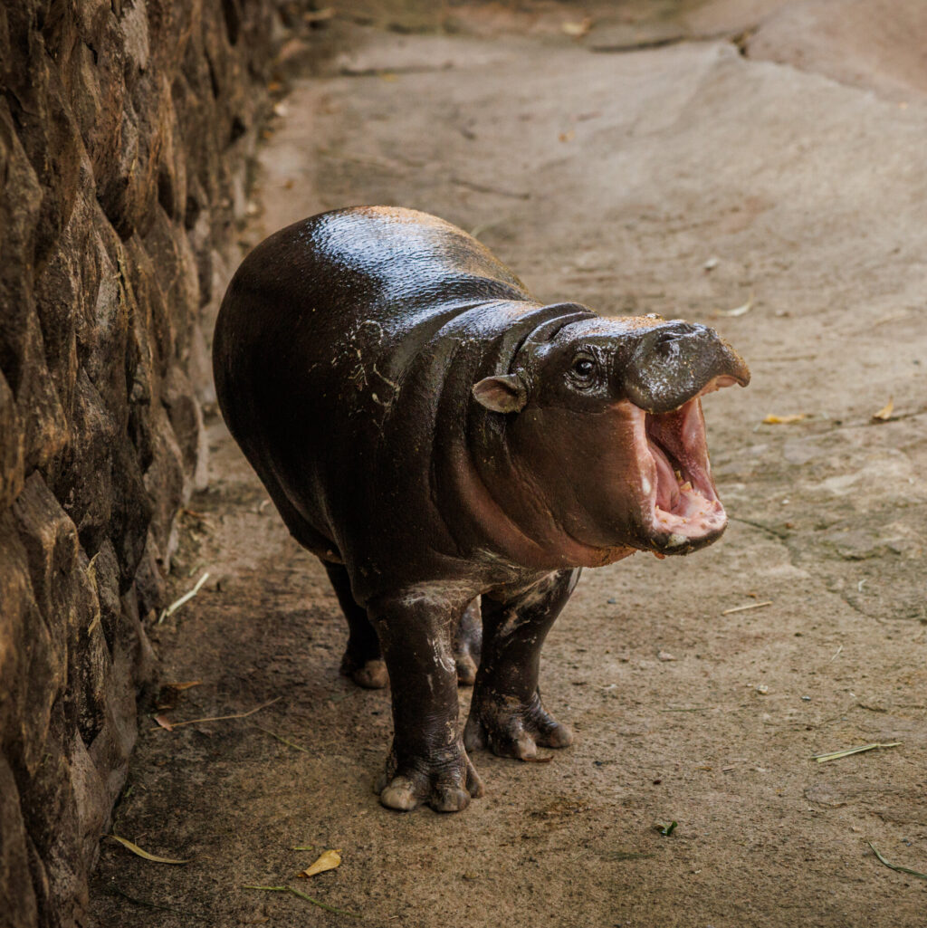 Moo Deng, the Toddler Hippopotamus, Still Has Star Power