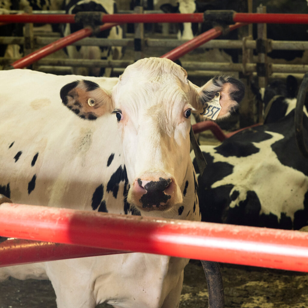 Cows Have Been Infected With a Second Form of Bird Flu