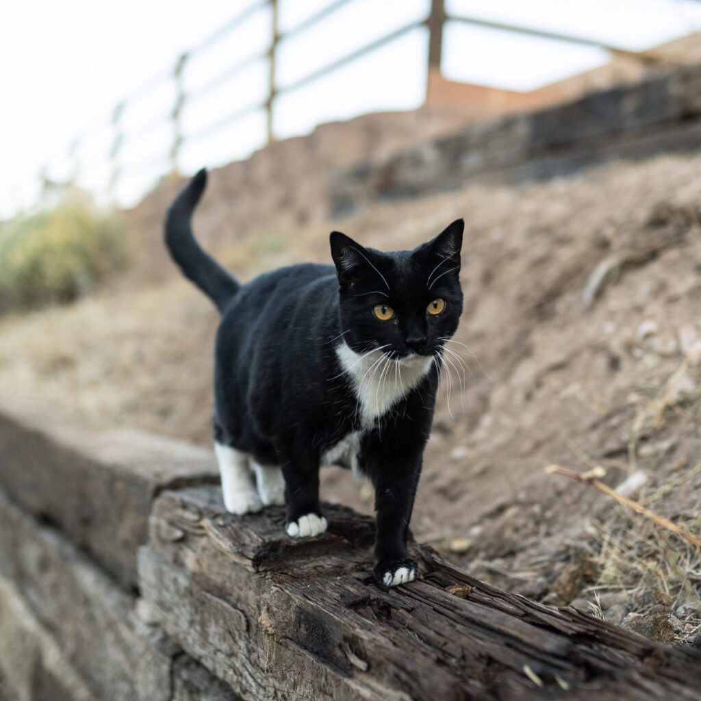 CDC Posts, Then Deletes, Data on Bird Flu Transmission Between Cats and People