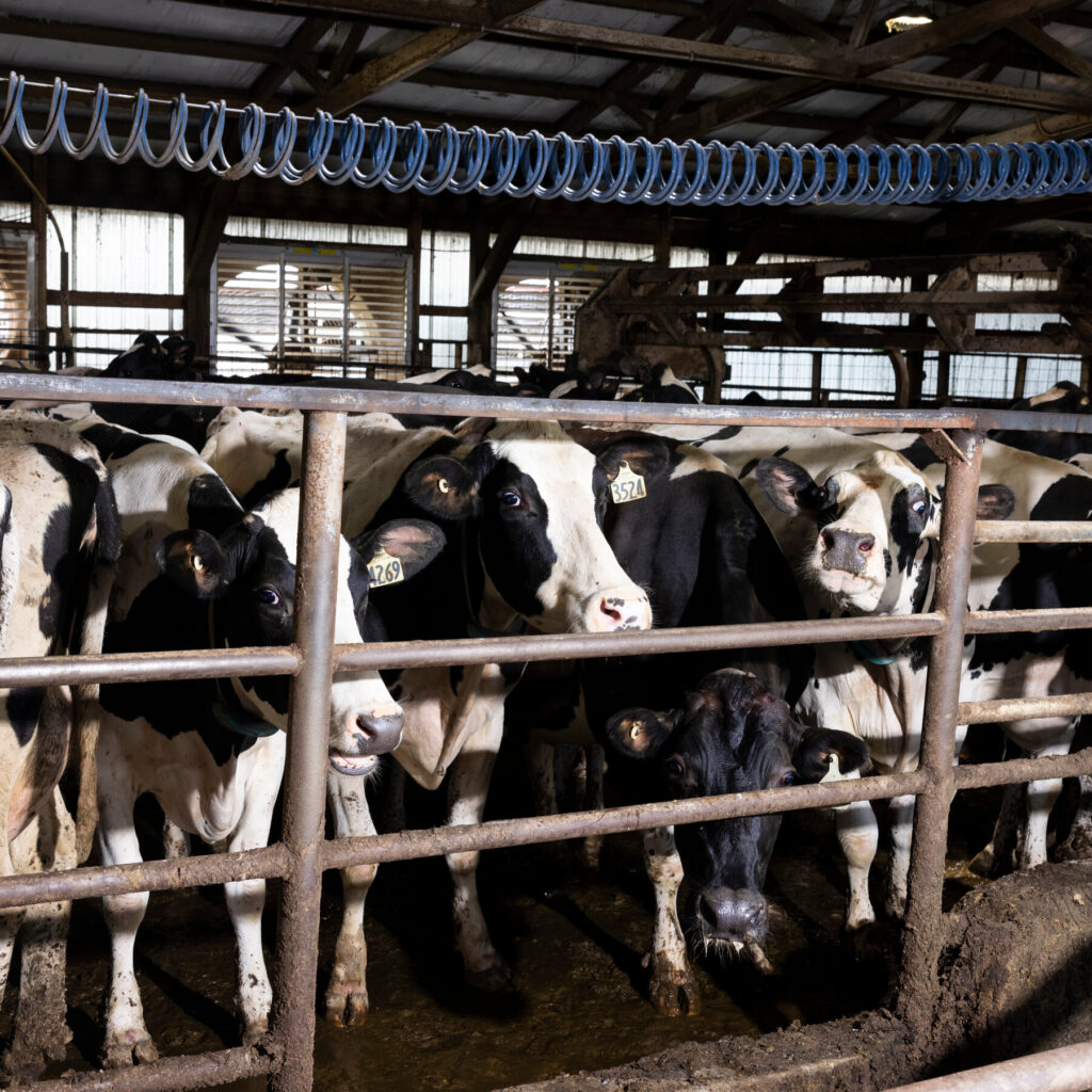 C.D.C. Study Finds Silent Bird Flu Infections in Dairy Veterinarians