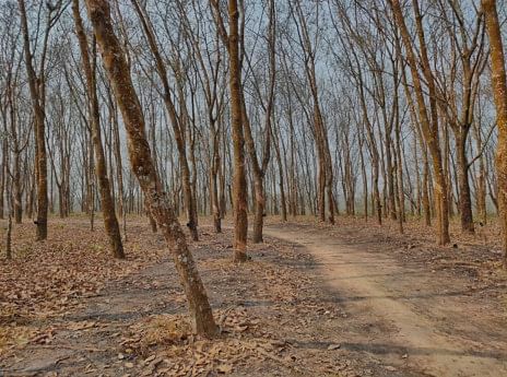 25 rubber plantation workers abducted in Lama