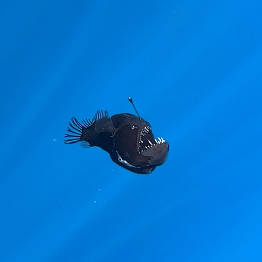 A Deep-Sea Fish of Nightmares Strays Into Shallow Waters