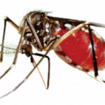 One more dies of dengue