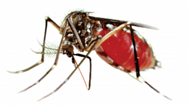 One more dies of dengue