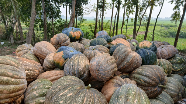 Arial Beel: High pumpkin yield, low profit for farmers