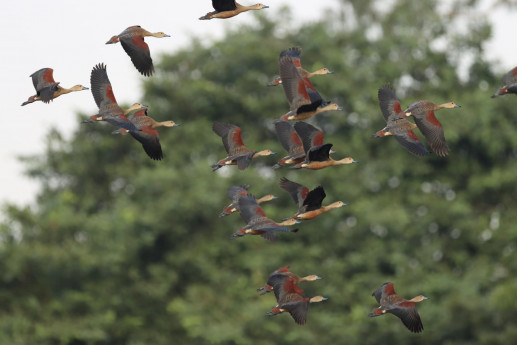 Fewer migratory birds visit JU this winter