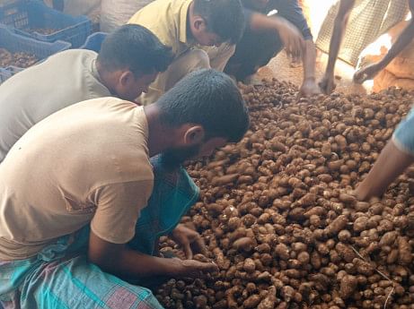 First export of taro bulbs from Khagrachhari to France