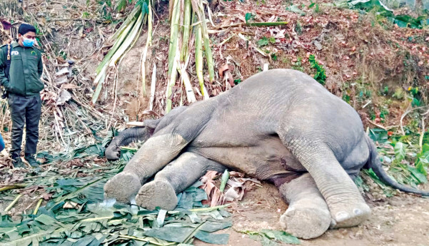 Elephant found dead in Cox’s Bazar