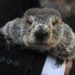 Punxsutawney Phil sees his shadow in Groundhog Day winter prediction; Peta wants to replace him with vegan cake