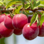 How to grow Plums in pots in the balcony garden