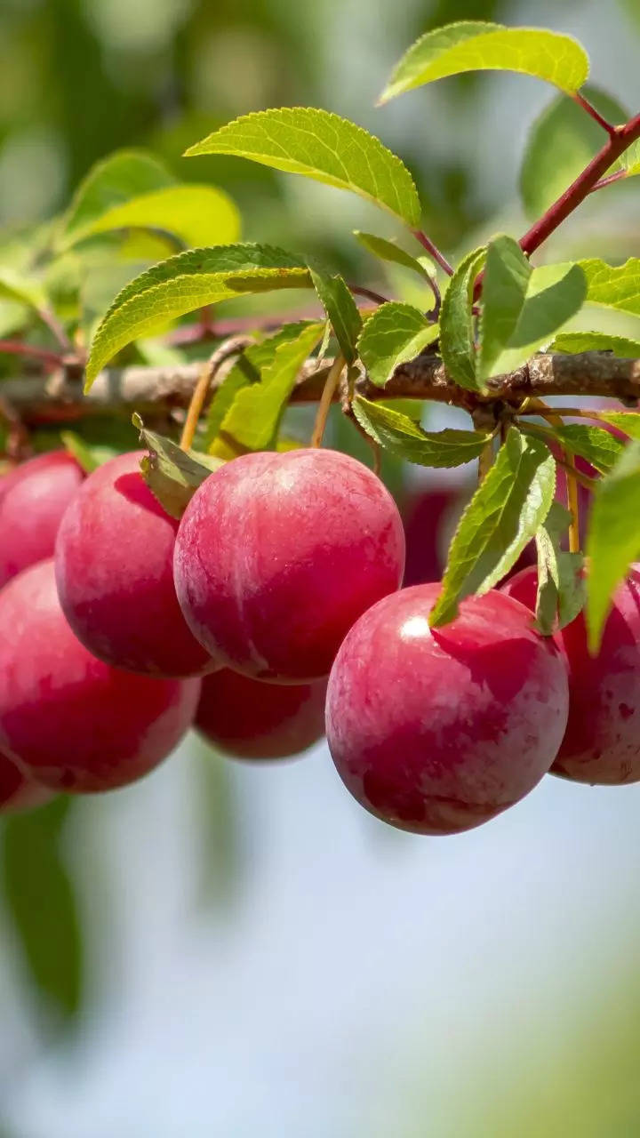 How to grow Plums in pots in the balcony garden