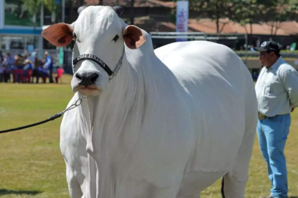 World's most expensive cow sold for $4.8 million