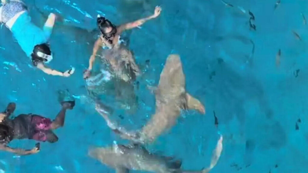 WATCH! A shark "accidentally" bit a travel vlogger