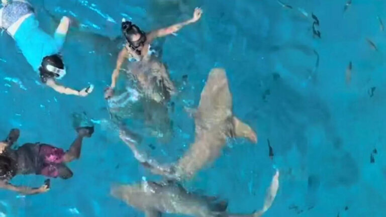 WATCH! A shark "accidentally" bit a travel vlogger