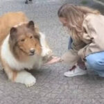 Man who turned into a dog opens zoo