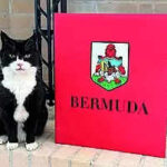 UK's top feline diplomat comes out of retirement for the 'purr-fect' job