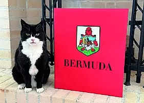 UK's top feline diplomat comes out of retirement for the 'purr-fect' job