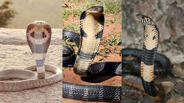 Discover 10 dangerous cobra species on the Earth