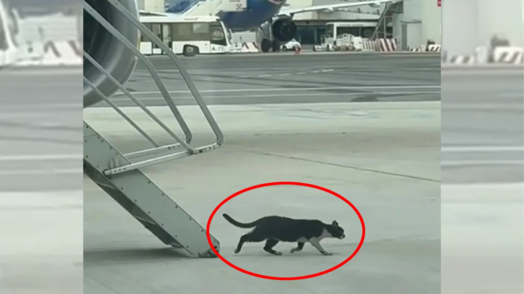 Cat-astrophe at 30,000 feet: Stowaway kitten grounds Rome-to-Germany Ryanair flight for 2 days