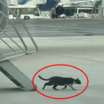 Cat-astrophe at 30,000 feet: Stowaway kitten grounds Rome-to-Germany Ryanair flight for 2 days