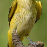 Colourful birds found in India