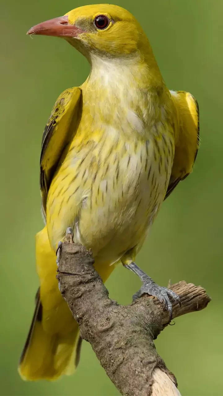 Colourful birds found in India