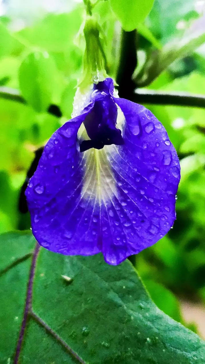 How to grow beautiful Aparajita flowers in the balcony garden