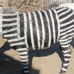 Chinese zoo caught red-handed (and black-striped) after painting donkeys as zebras