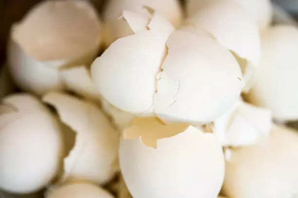 How to use waste egg shells for hair growth