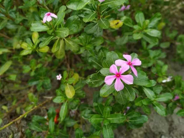 How to use Sadabahar flowers for hair growth