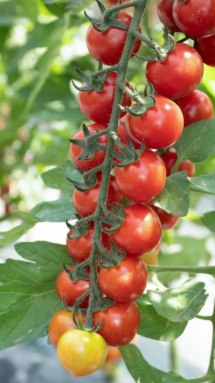 How to grow Cherry tomatoes in the balcony in under 90 days