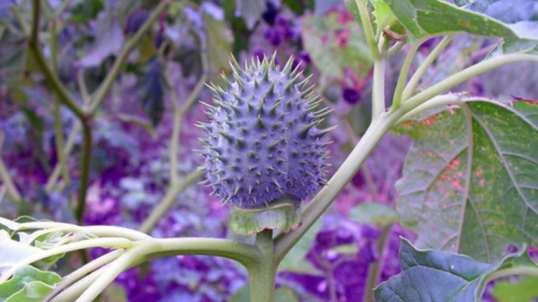 Benefits of sacred plant Datura for hair growth