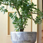 10 reasons one must grow a Jade plant in their home