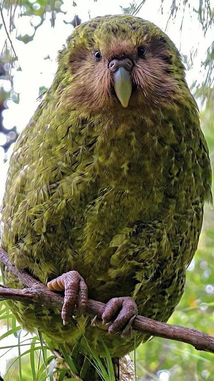 Eerie bird sounds you need to hear